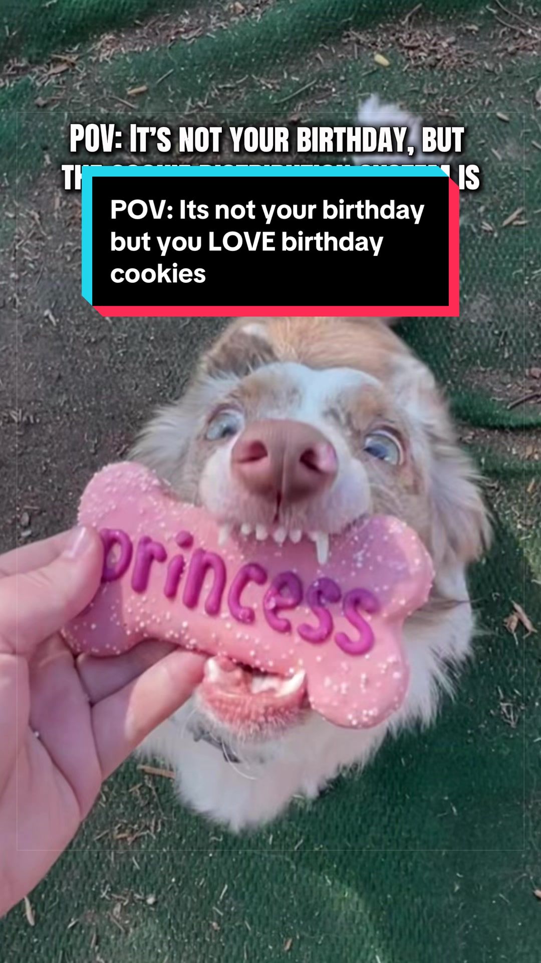 @Dakota & Pups