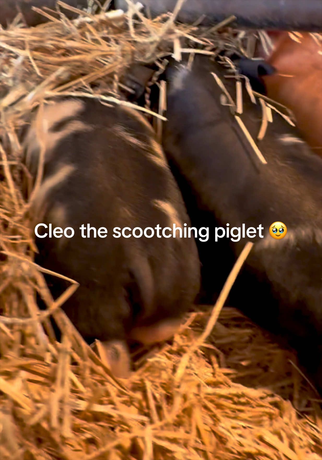 @prairiepiglets