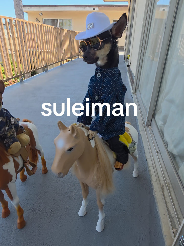 @suleiman 🐕