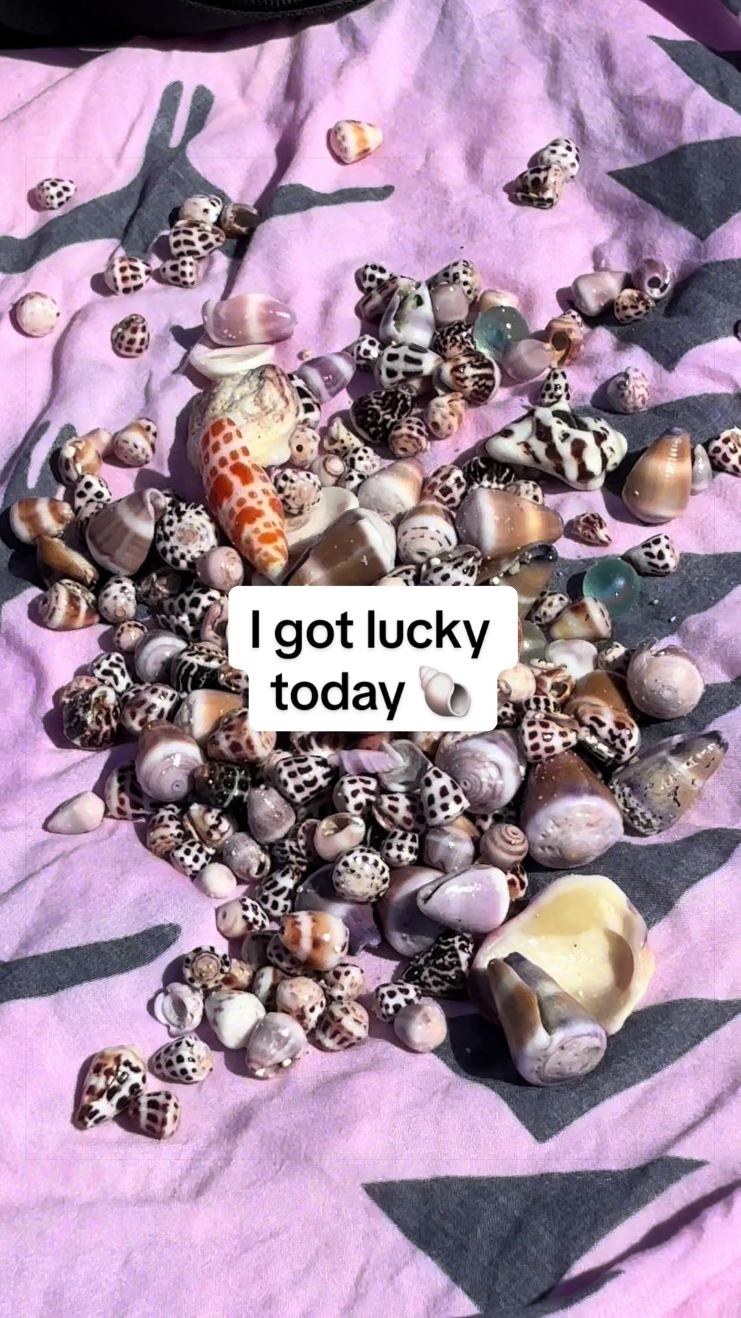 @Me-Shell-e ✨