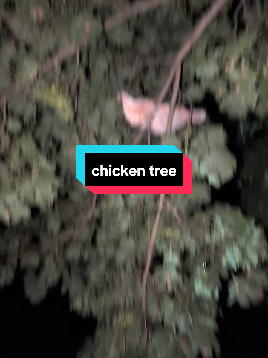 @Chickens & Bullies