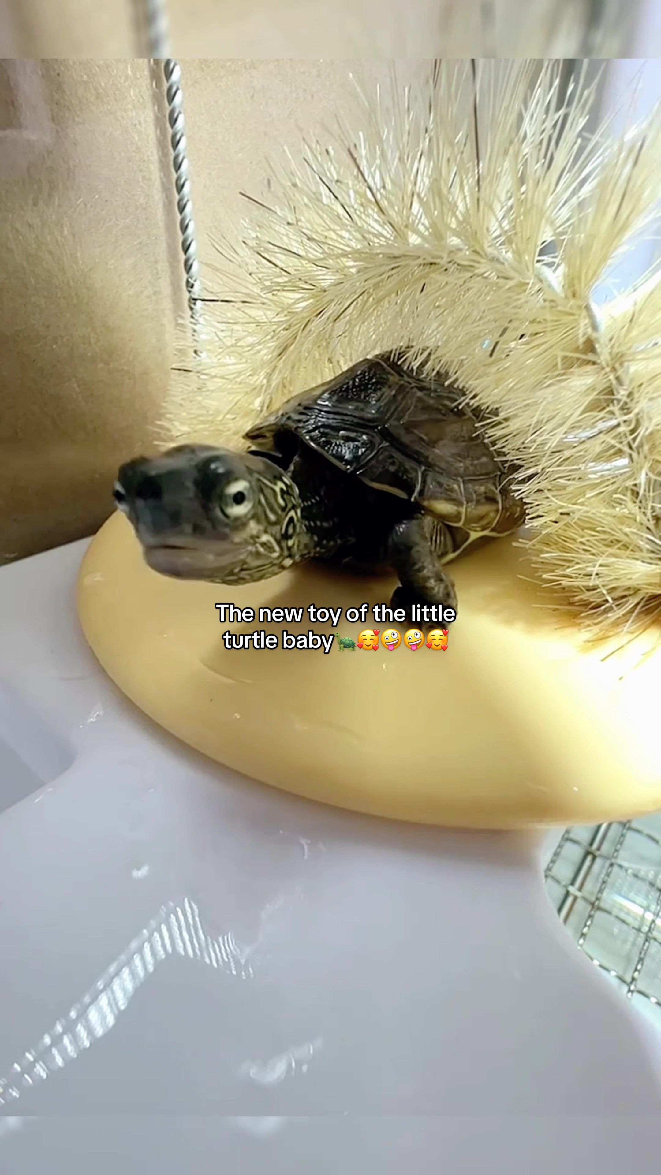 @Mr. Turtle