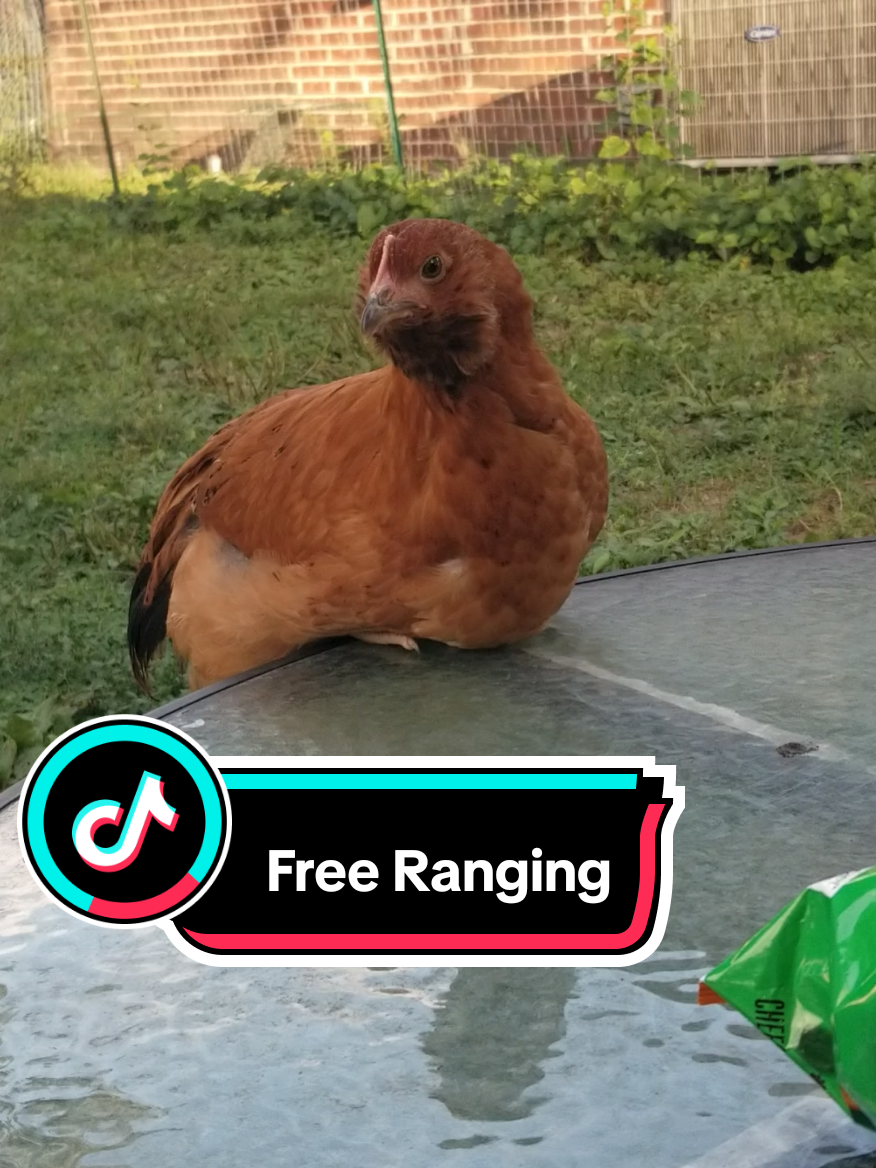 @CityChickenFarm