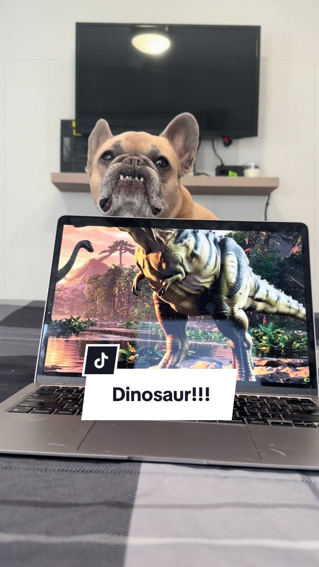 @Somefrenchienamedapollo