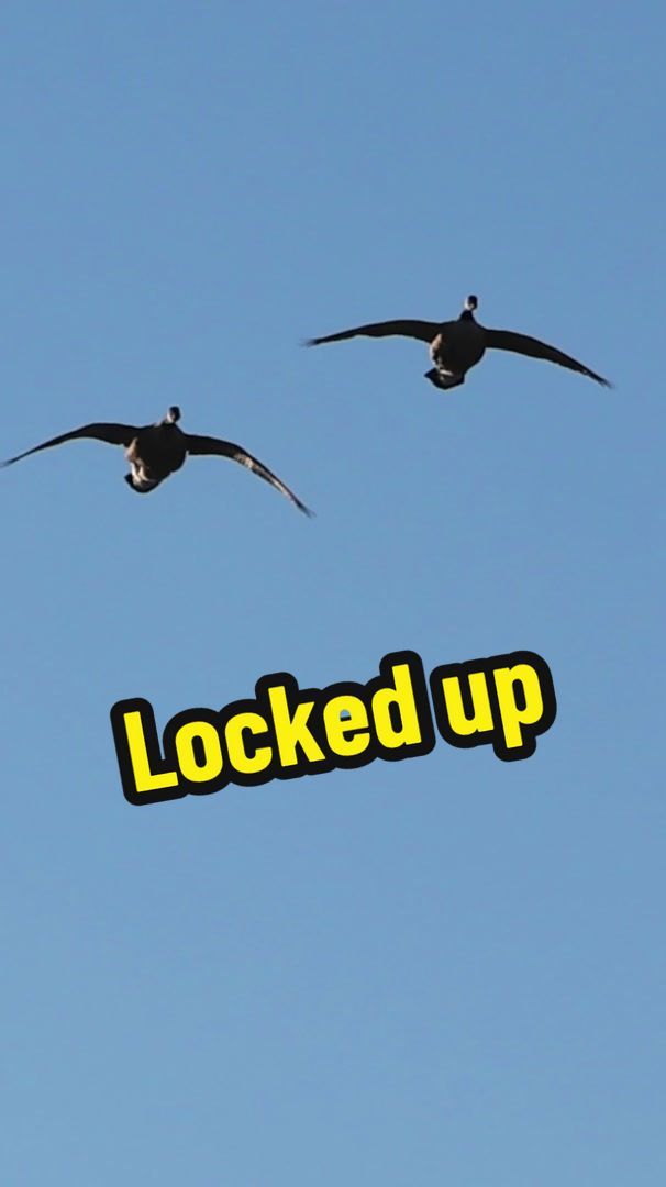 @Birdbath Waterfowl🦆