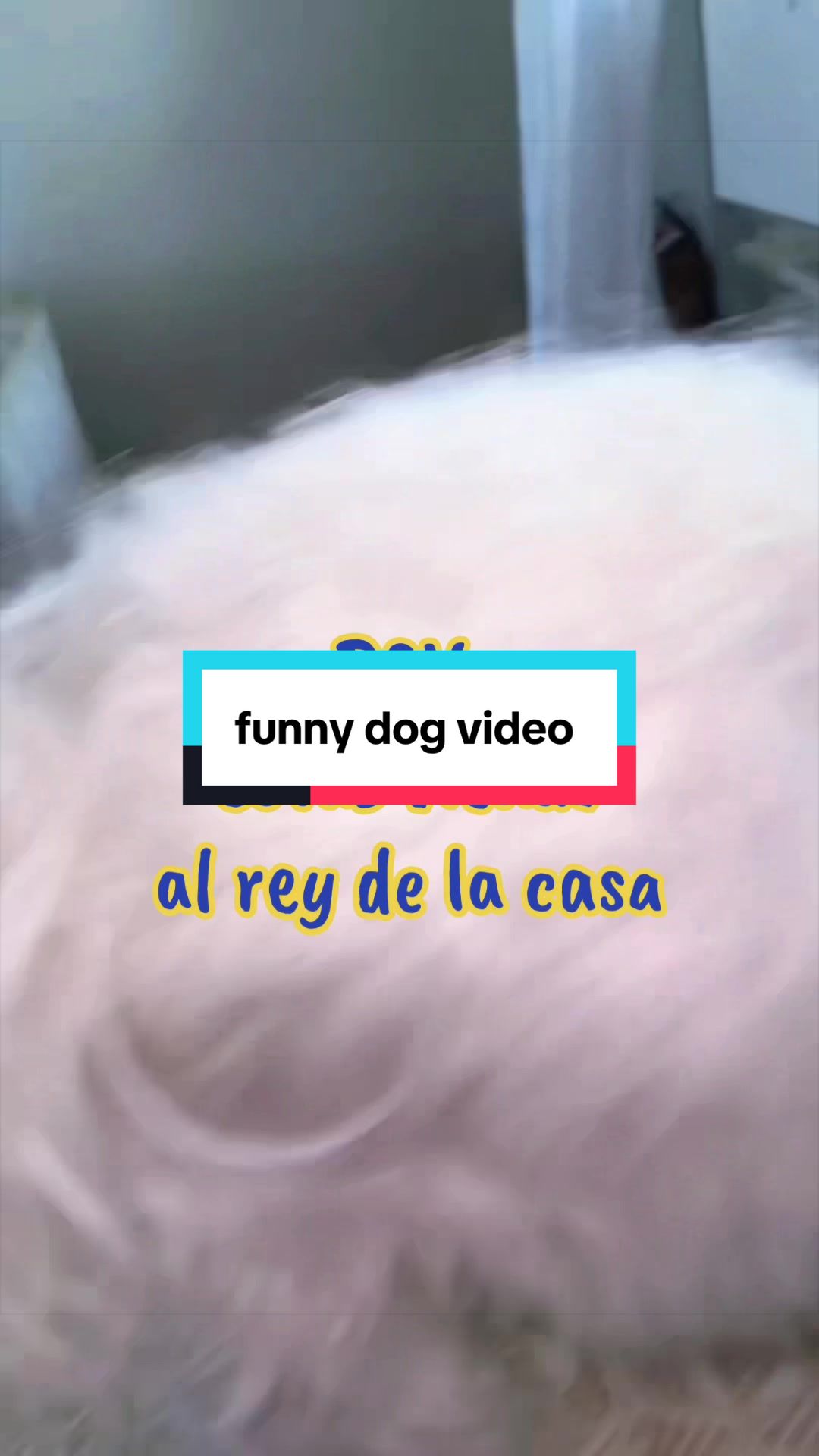 @💜Leo mi hijo de 4🐾🥰💜