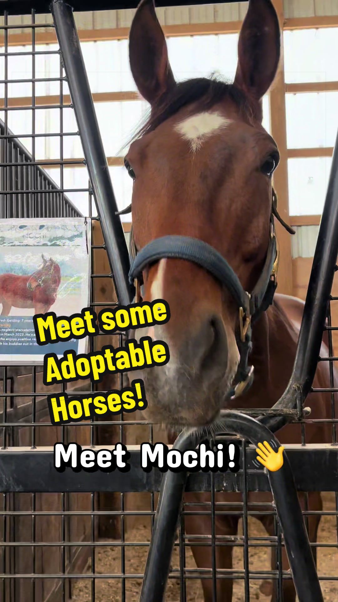 @Days End Farm Horse Rescue