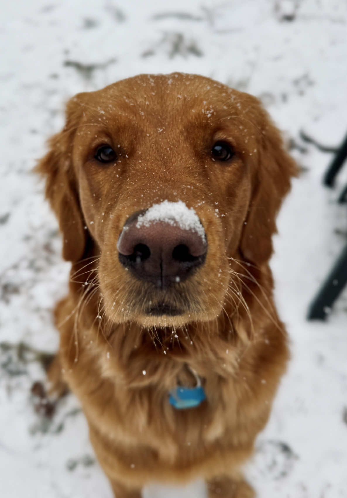 @Rooster The Red Retriever