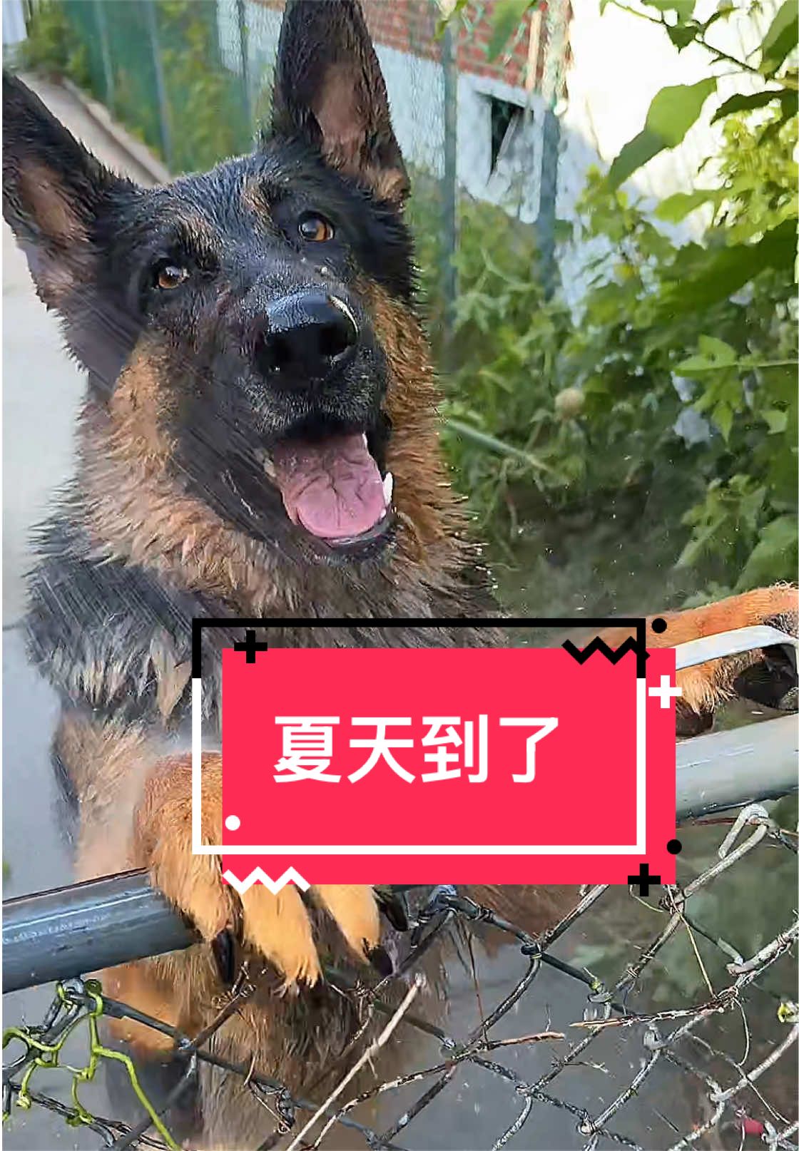 @Ginger-金橘德牧