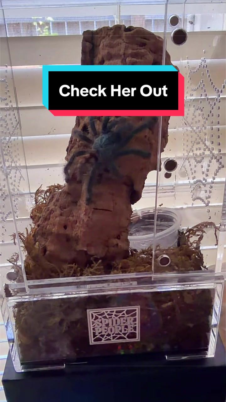 @HTL Exotics