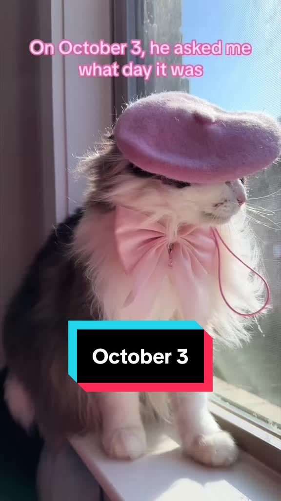 @Meredith Ragdoll Cat