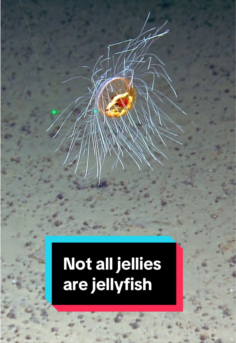 @Ocean Exploration Trust