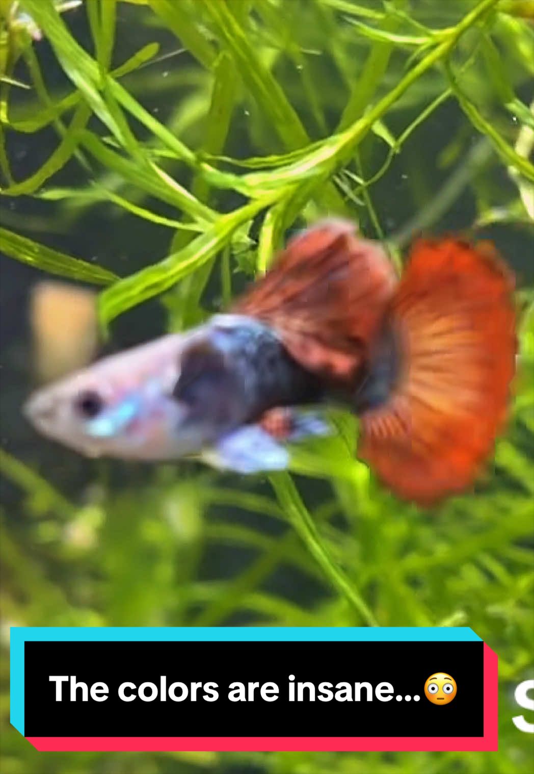 @eastcoastguppy