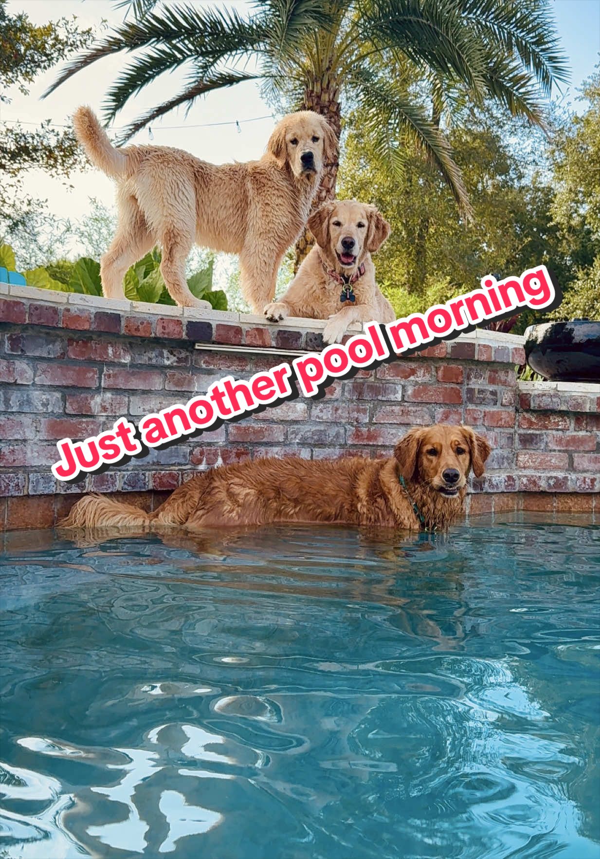 @Luna, Nova & Bella💜🩷💜