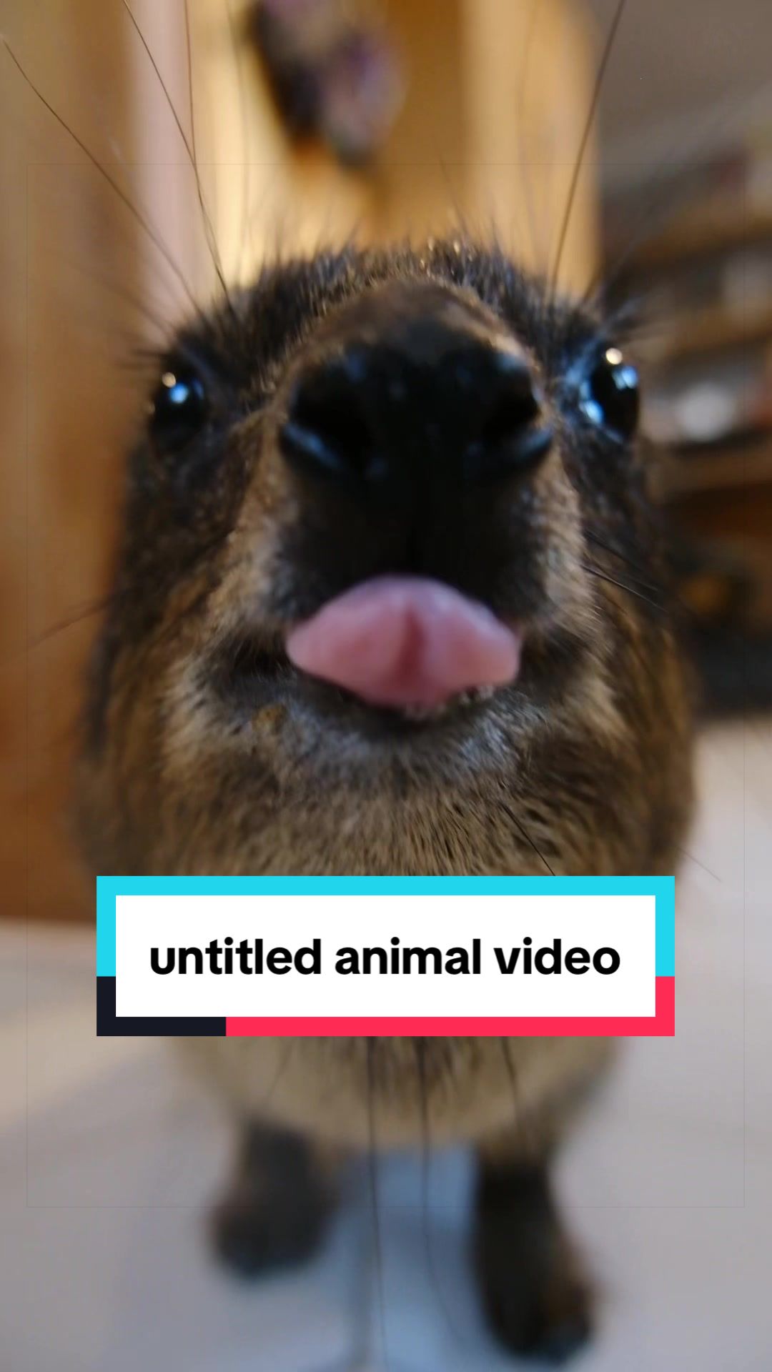@Hyraxhub