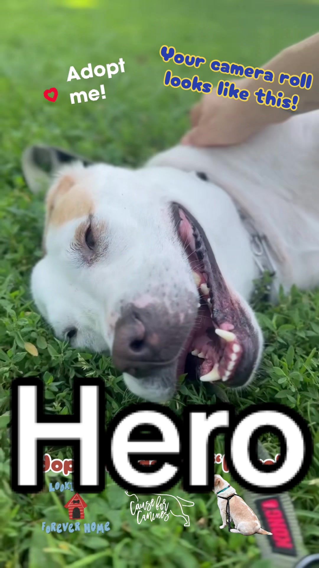 @causeforcaninesrescue