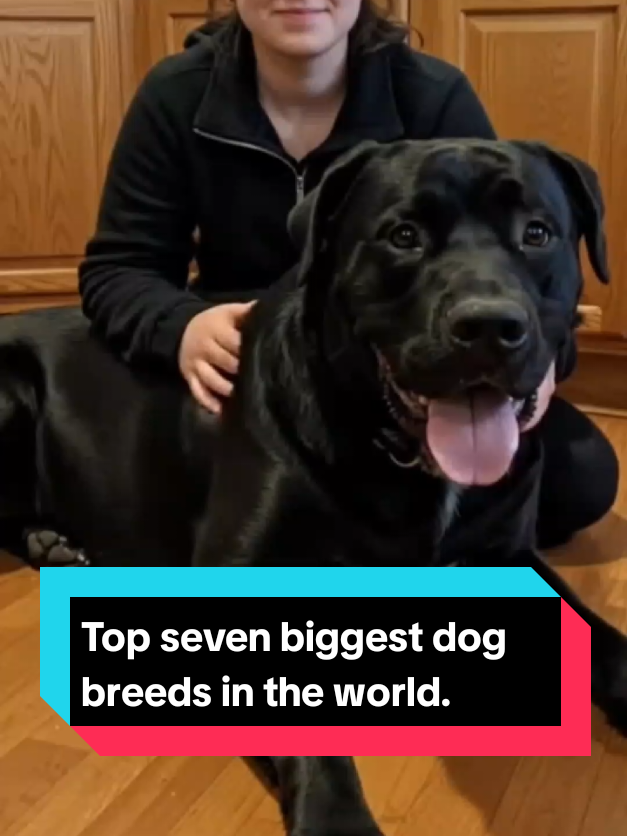 @The pet post