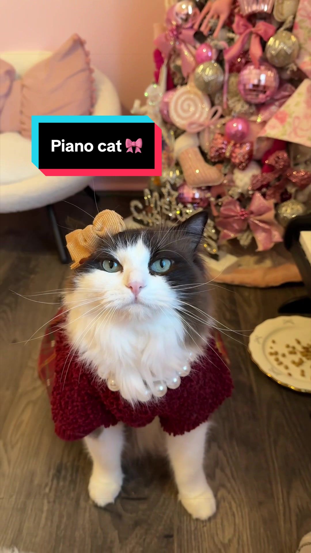 @Meredith Ragdoll Cat