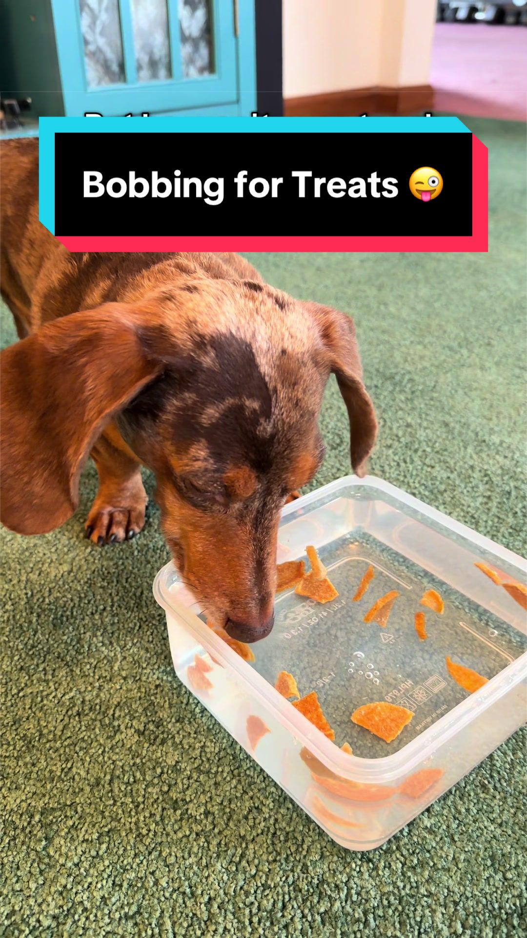@NormanTheWienerDog