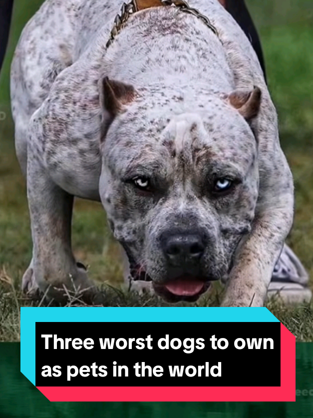 @The pet post