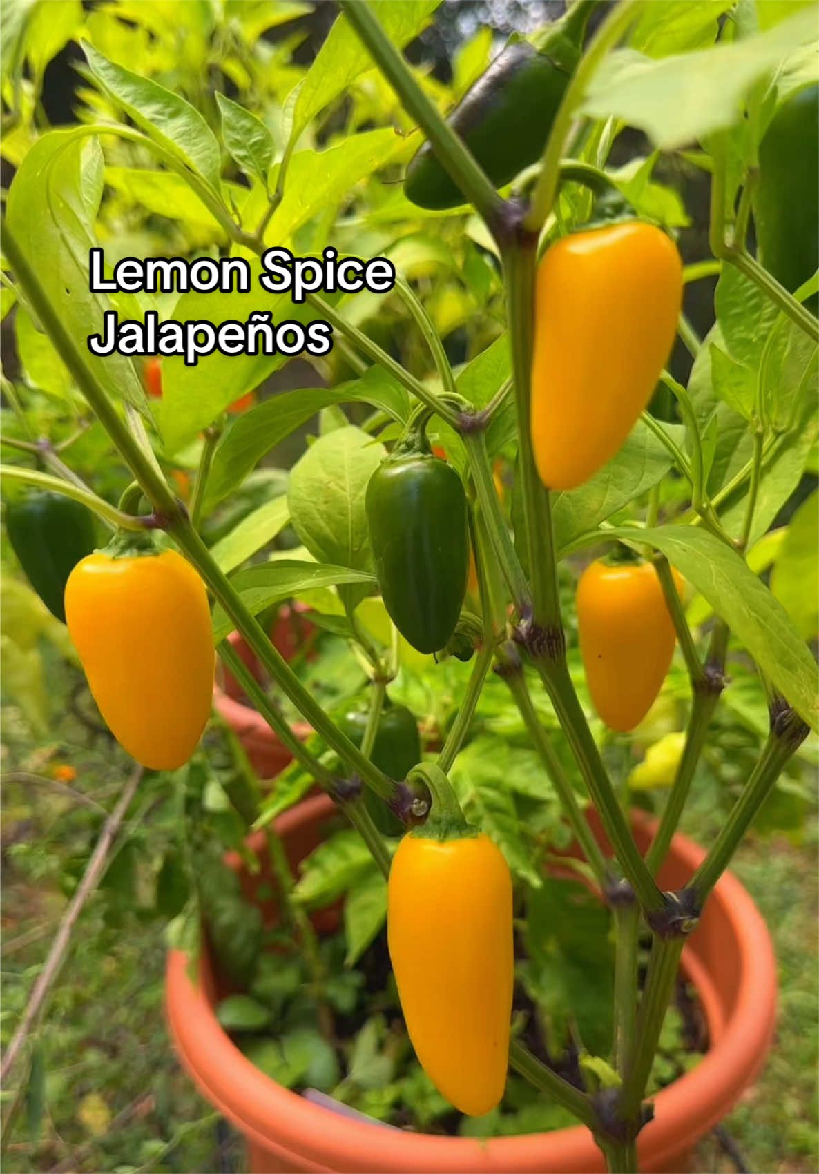 @My Everchanging Garden