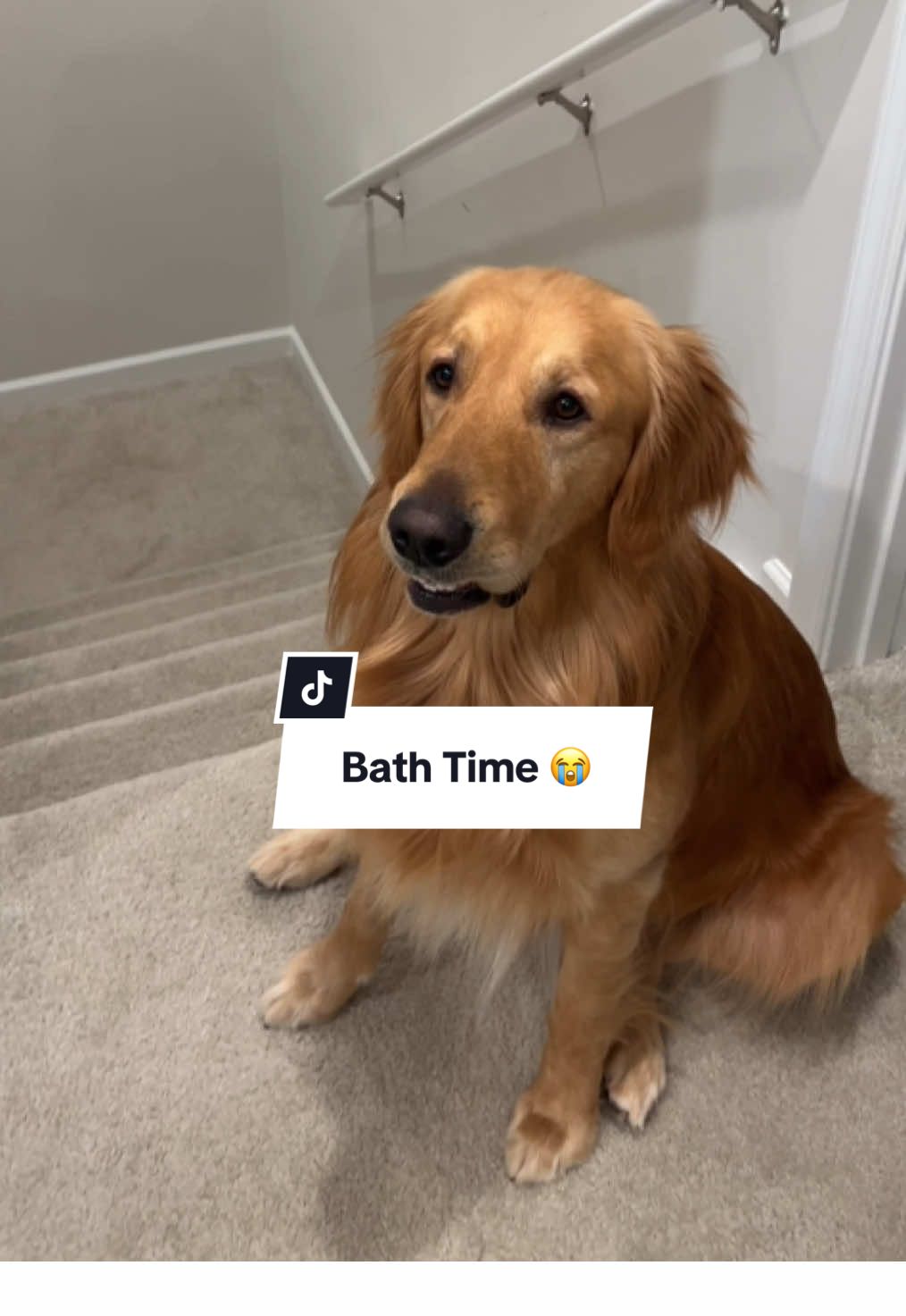 @goldenboytofu