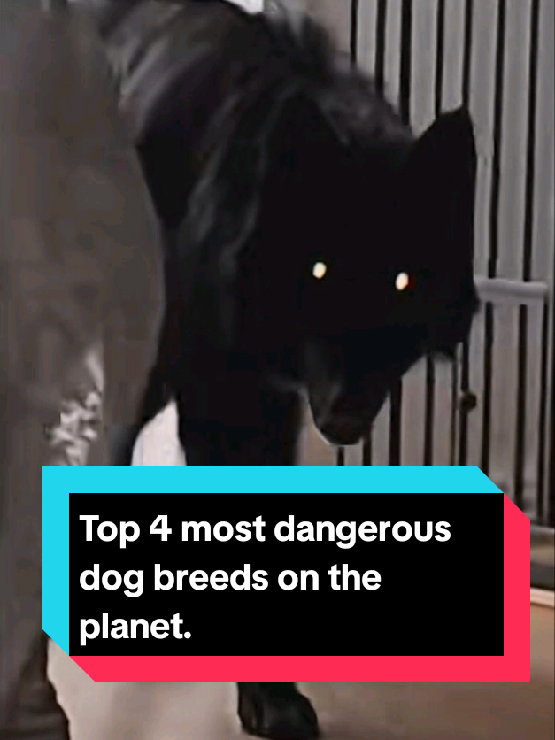 @The pet post