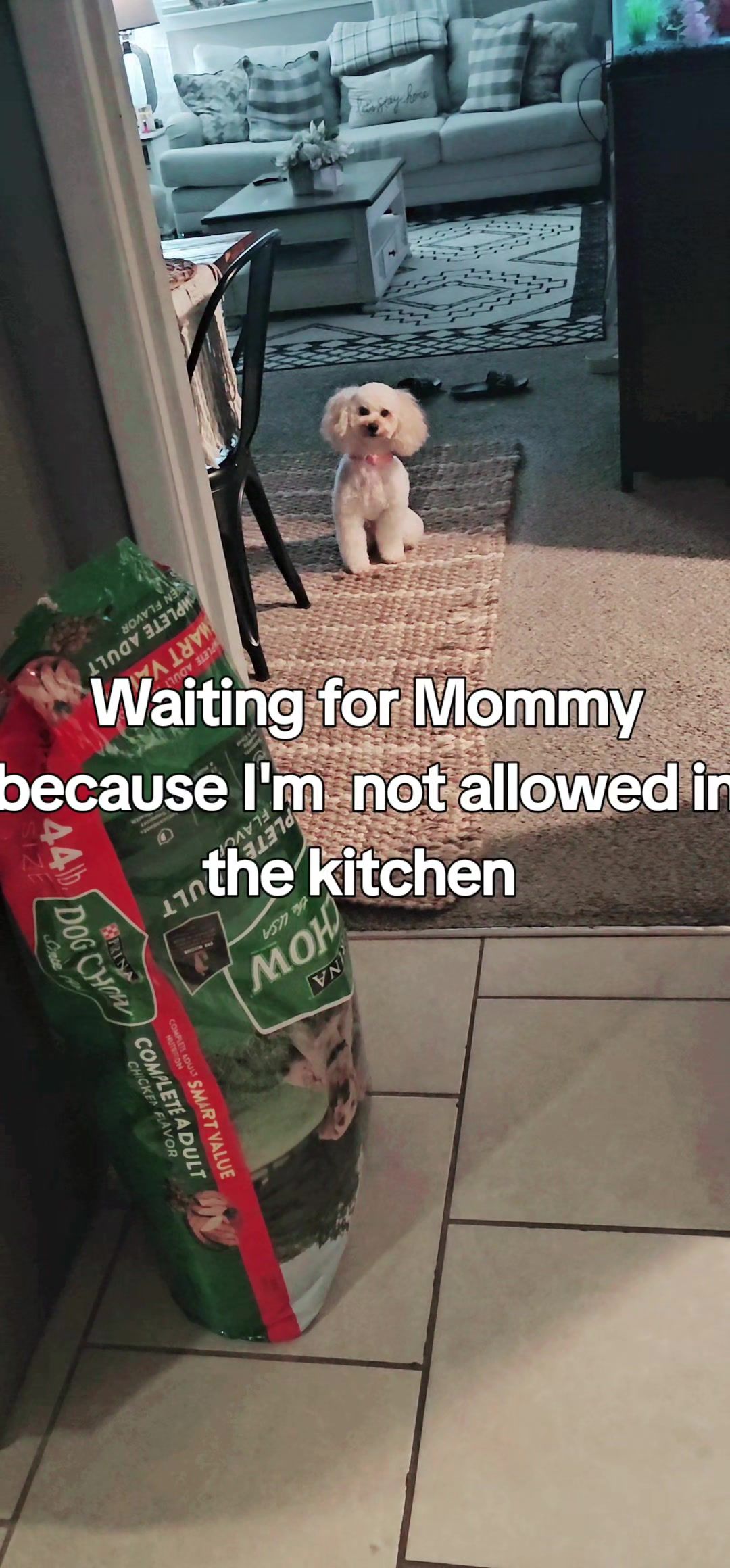 @Summer Rose The Poodle