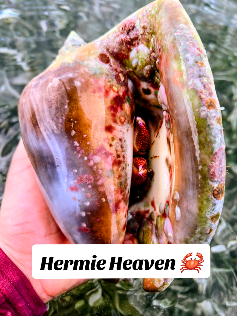 @The Seashell Mermaid ๐