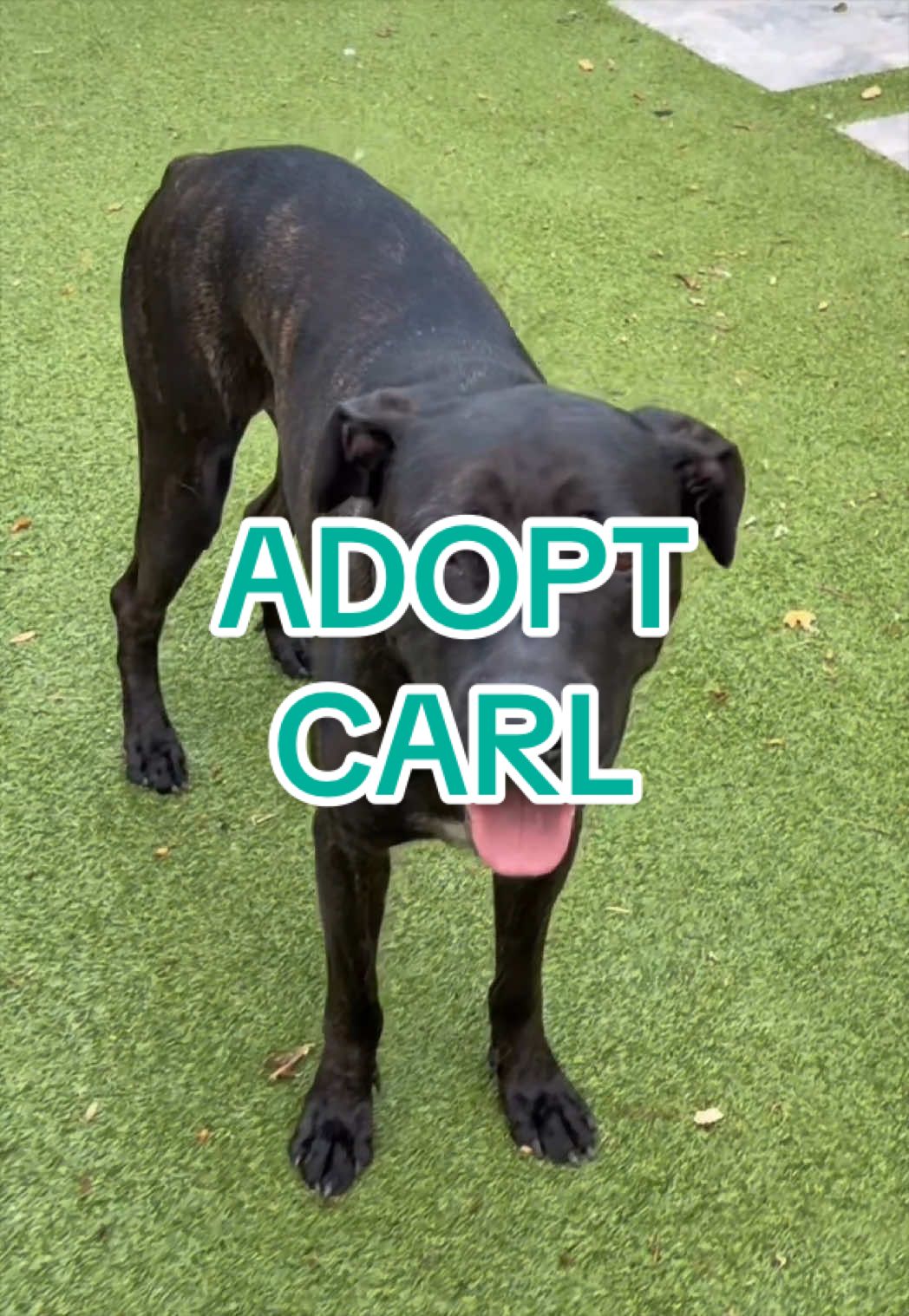 @Adopt a Pet