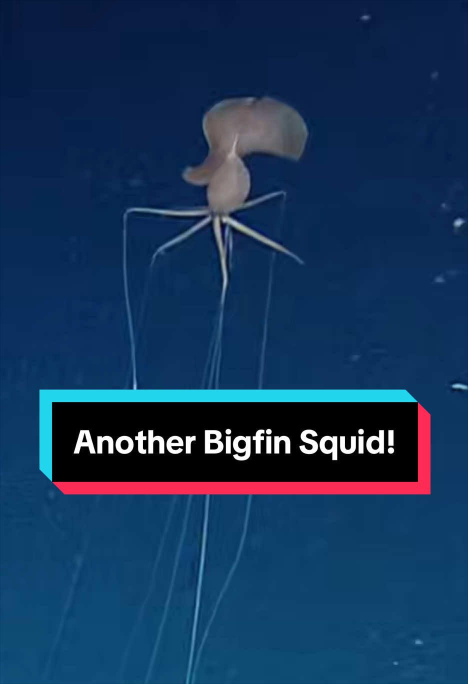 @Ocean Exploration Trust