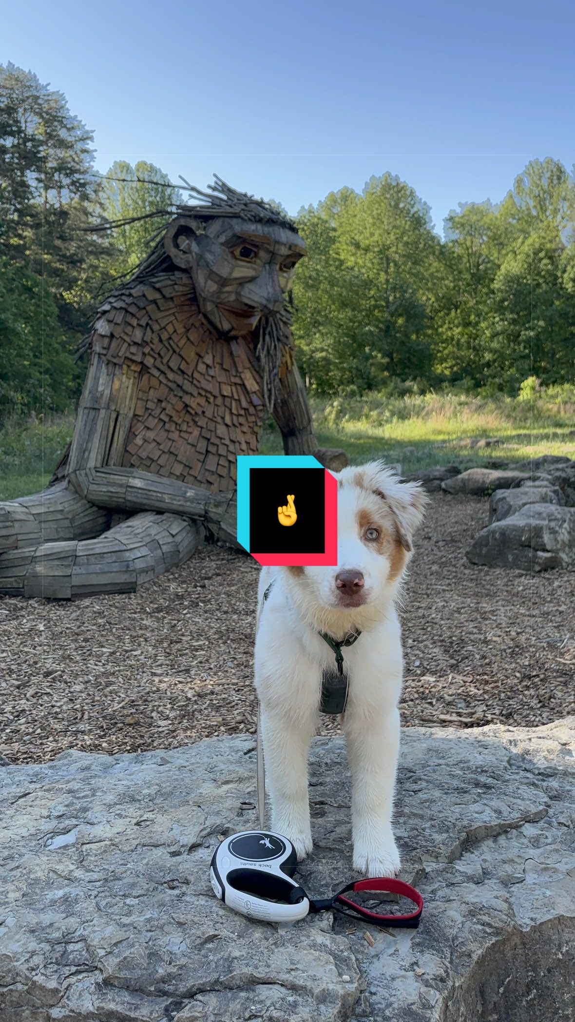 @Beck | Kentucky Dog Trainer