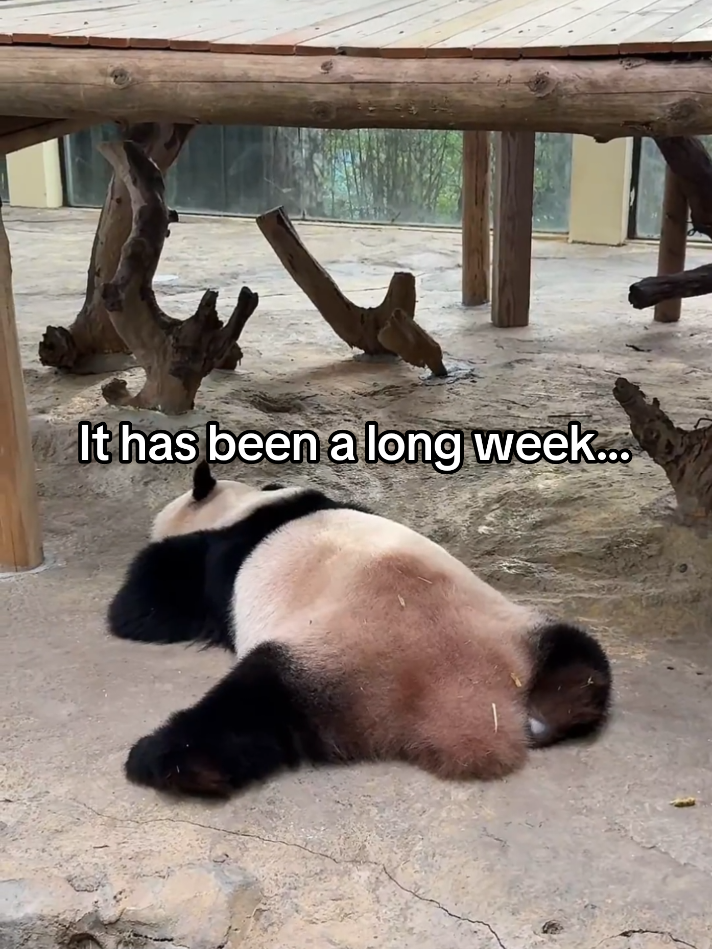 @PandaHut