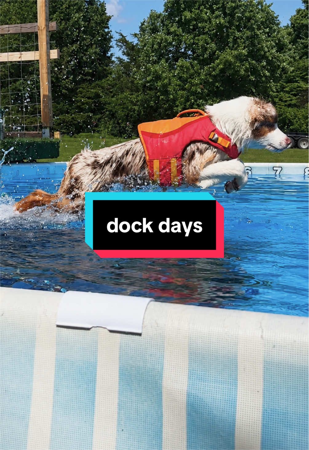 @Beck | Kentucky Dog Trainer