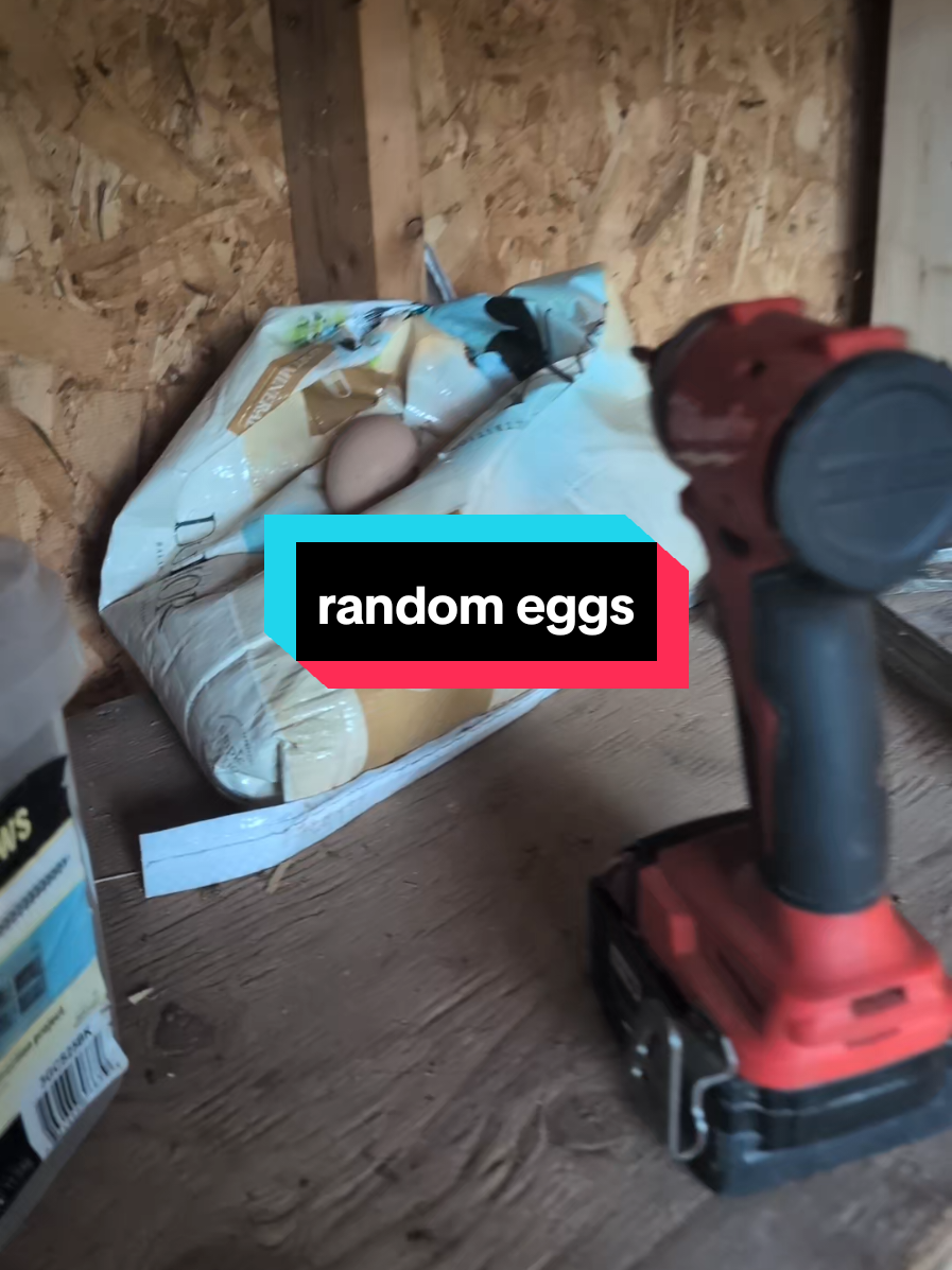 @Chickens & Bullies