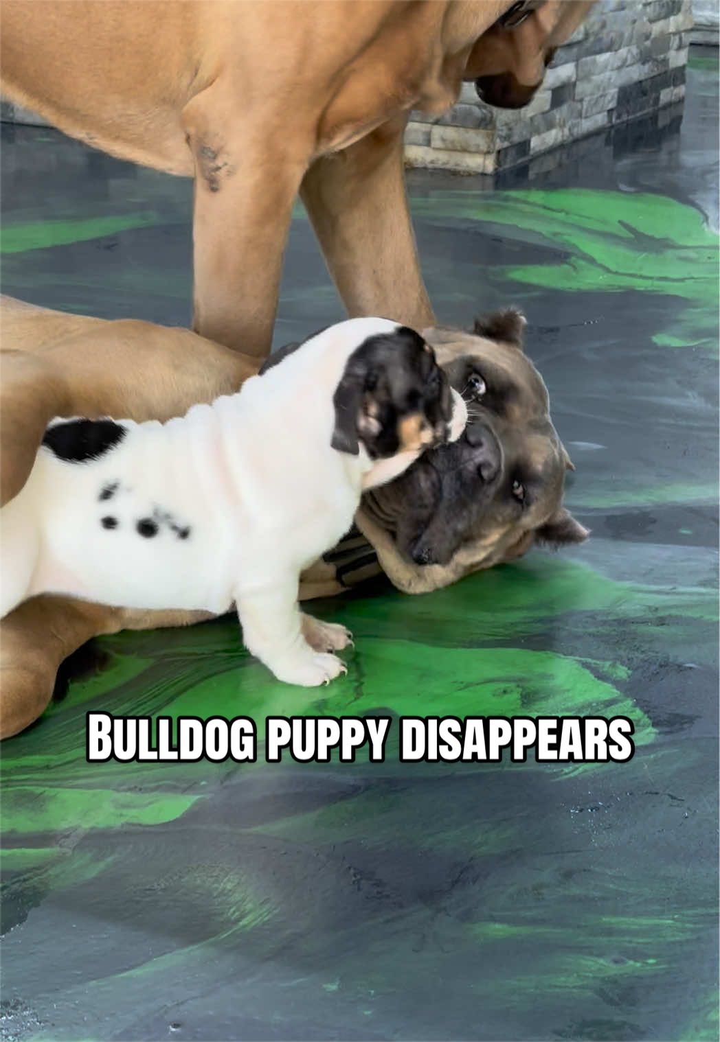 @The Bulldog Breeder