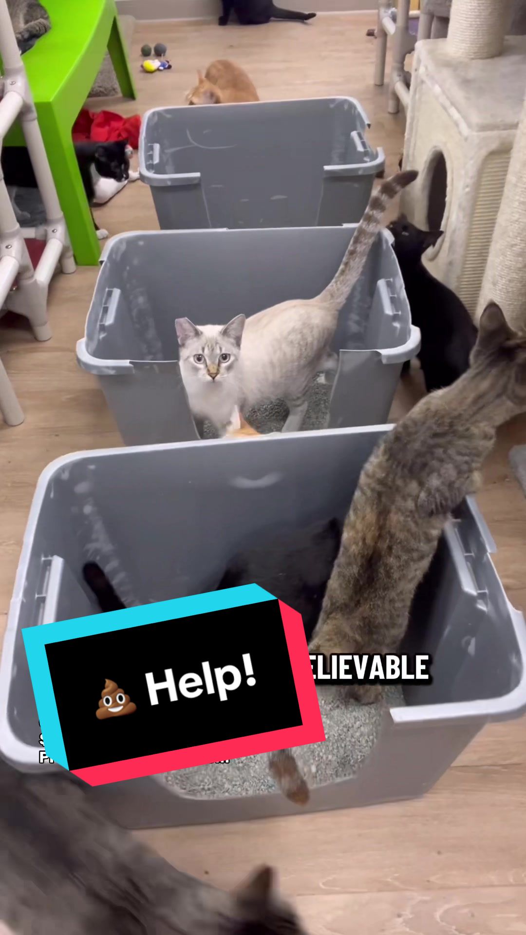 @The Cattery