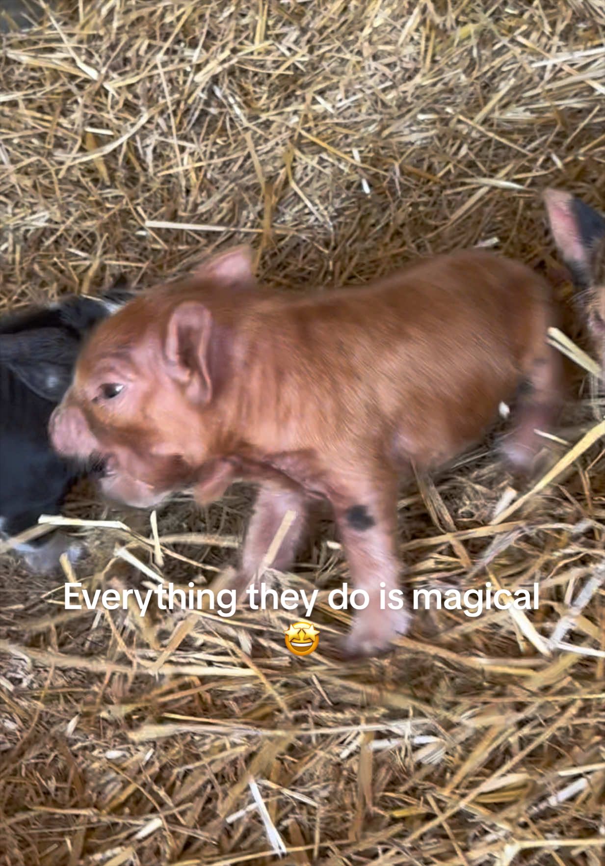 @prairiepiglets