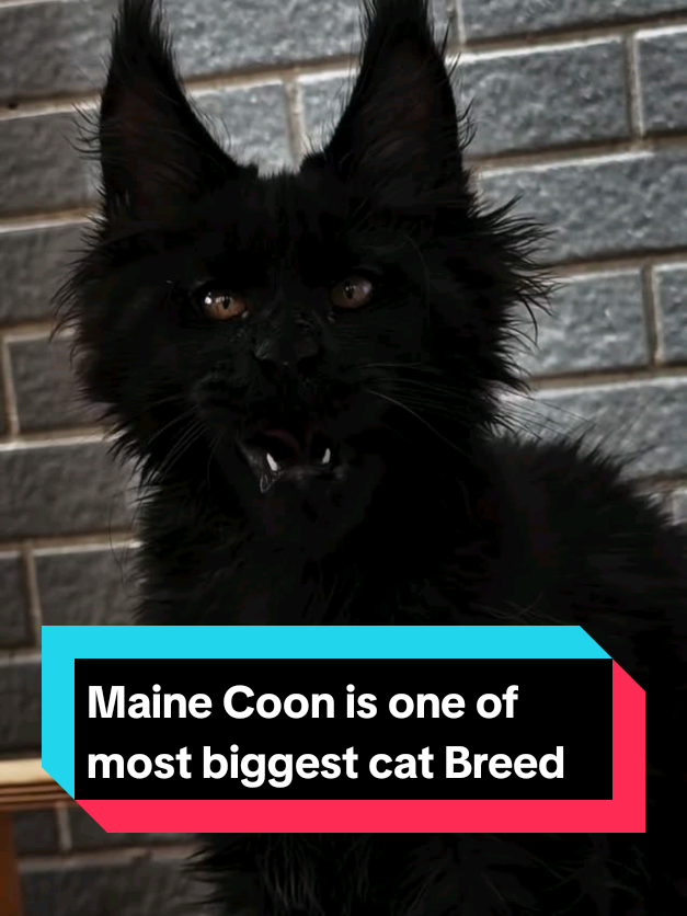 @The pet post