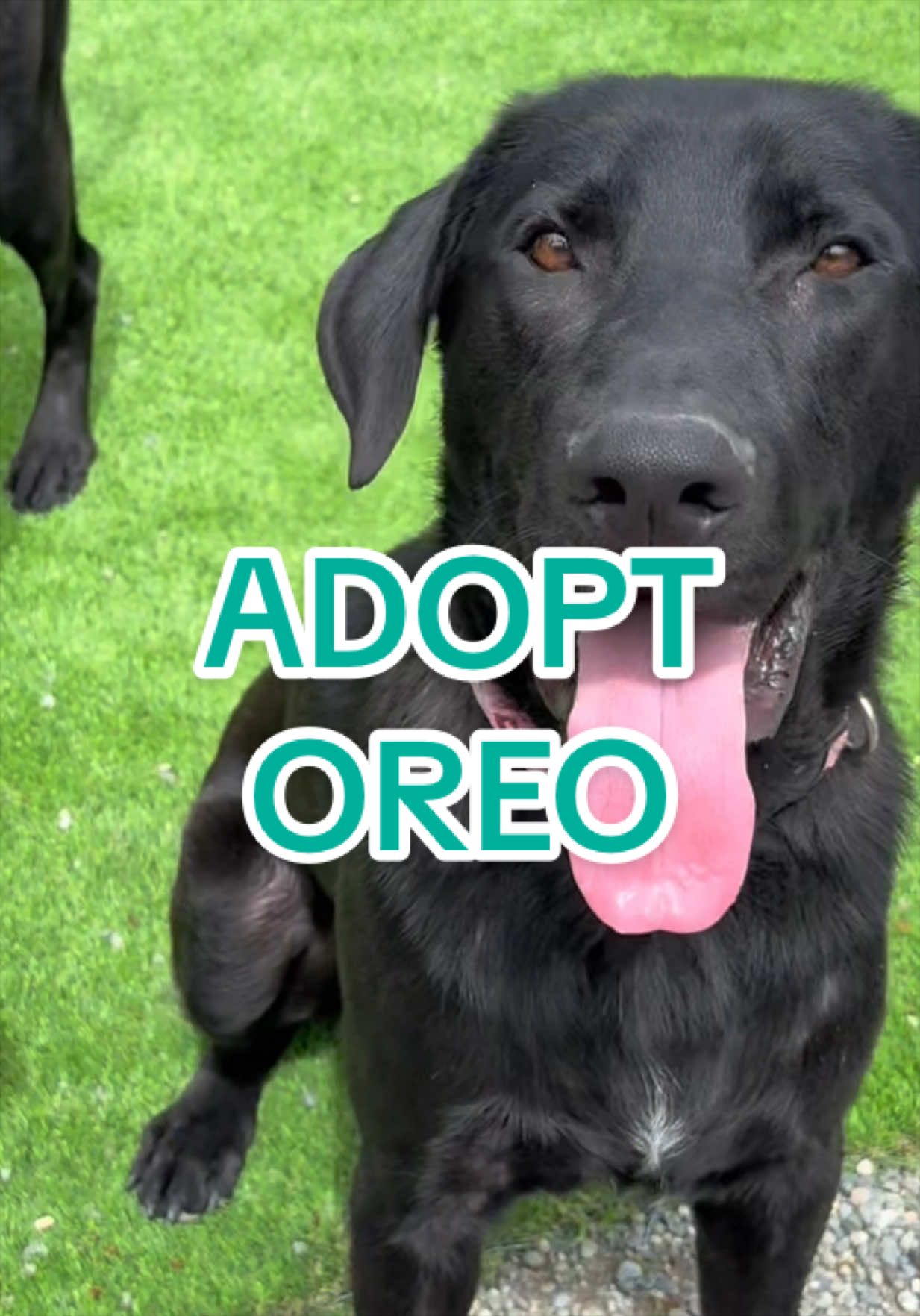 @Adopt a Pet