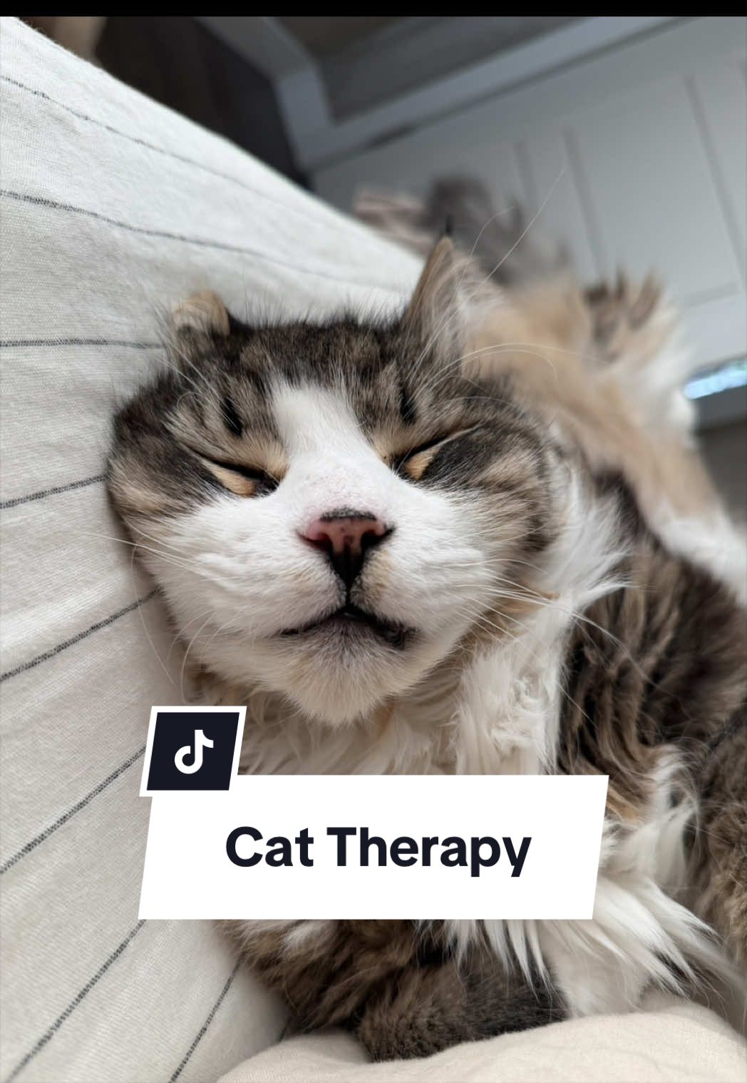 @Tuft & Paw