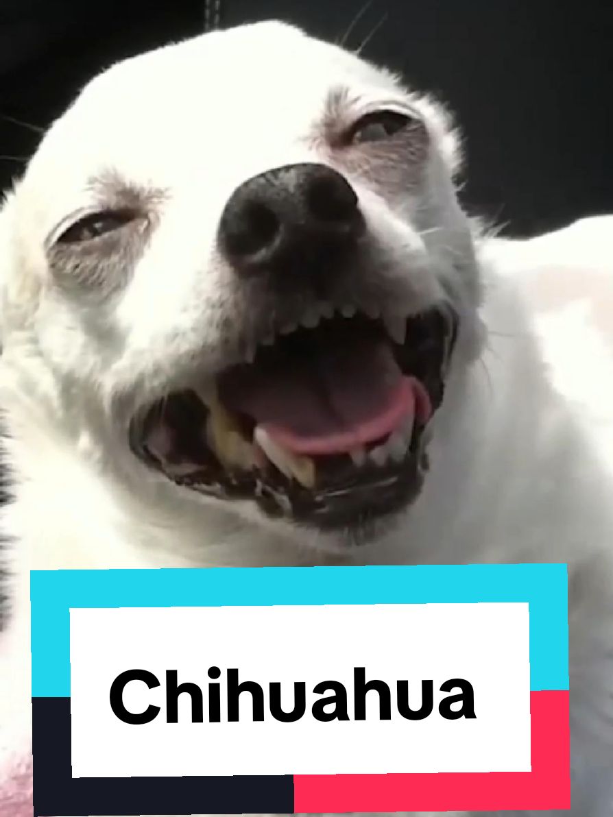 @petworld360