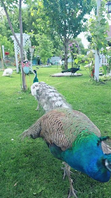 @🇺🇸  FLOR TORRES 🦚💔 🥰 🦃
