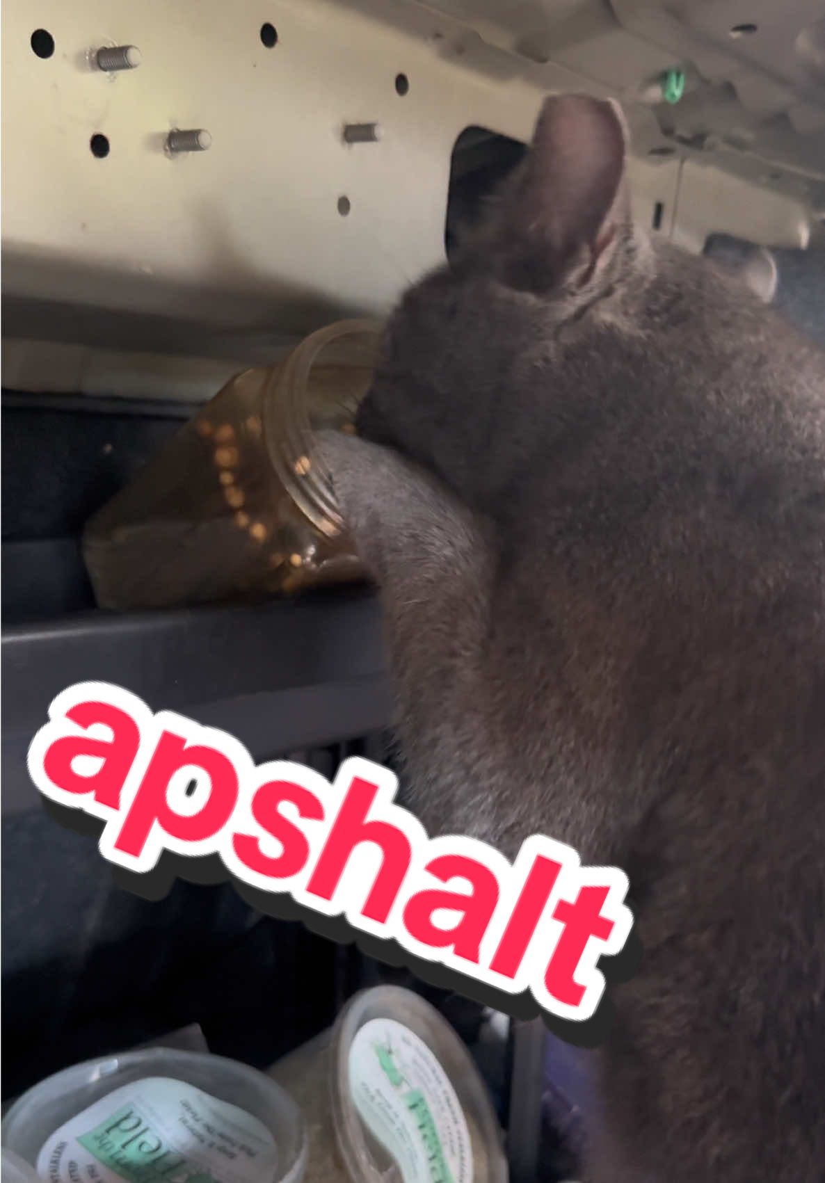 @apoinsettia