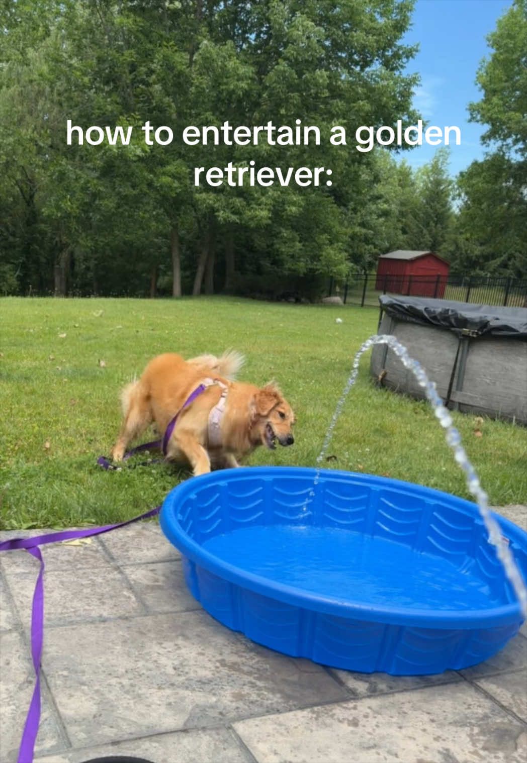 @novathegoldenn
