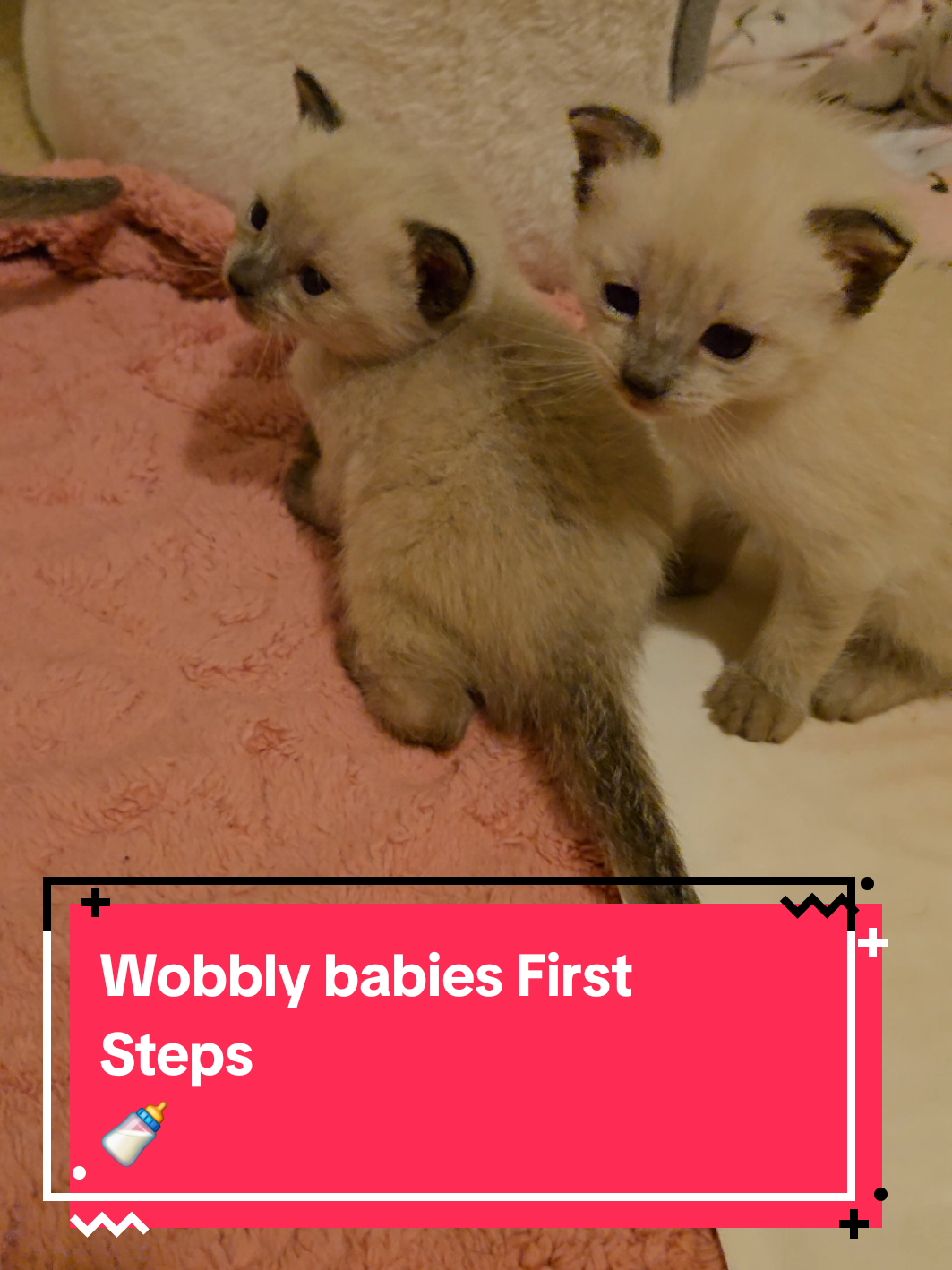 @Brittany Beauties Kittens