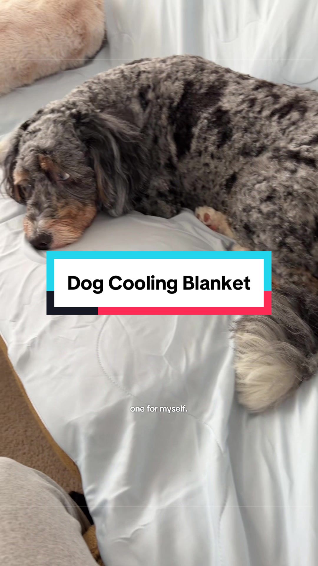 @Archie The Bernedoodle