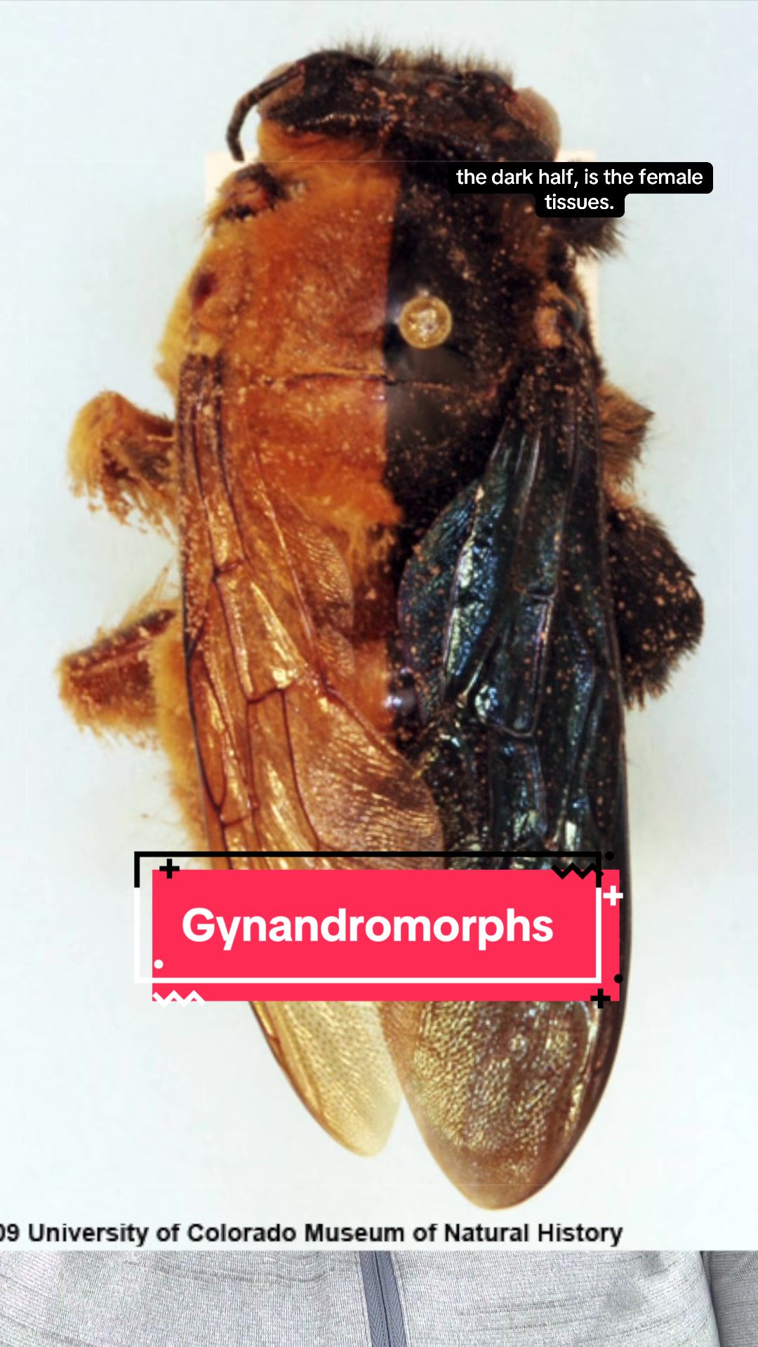 @Entomology Abby