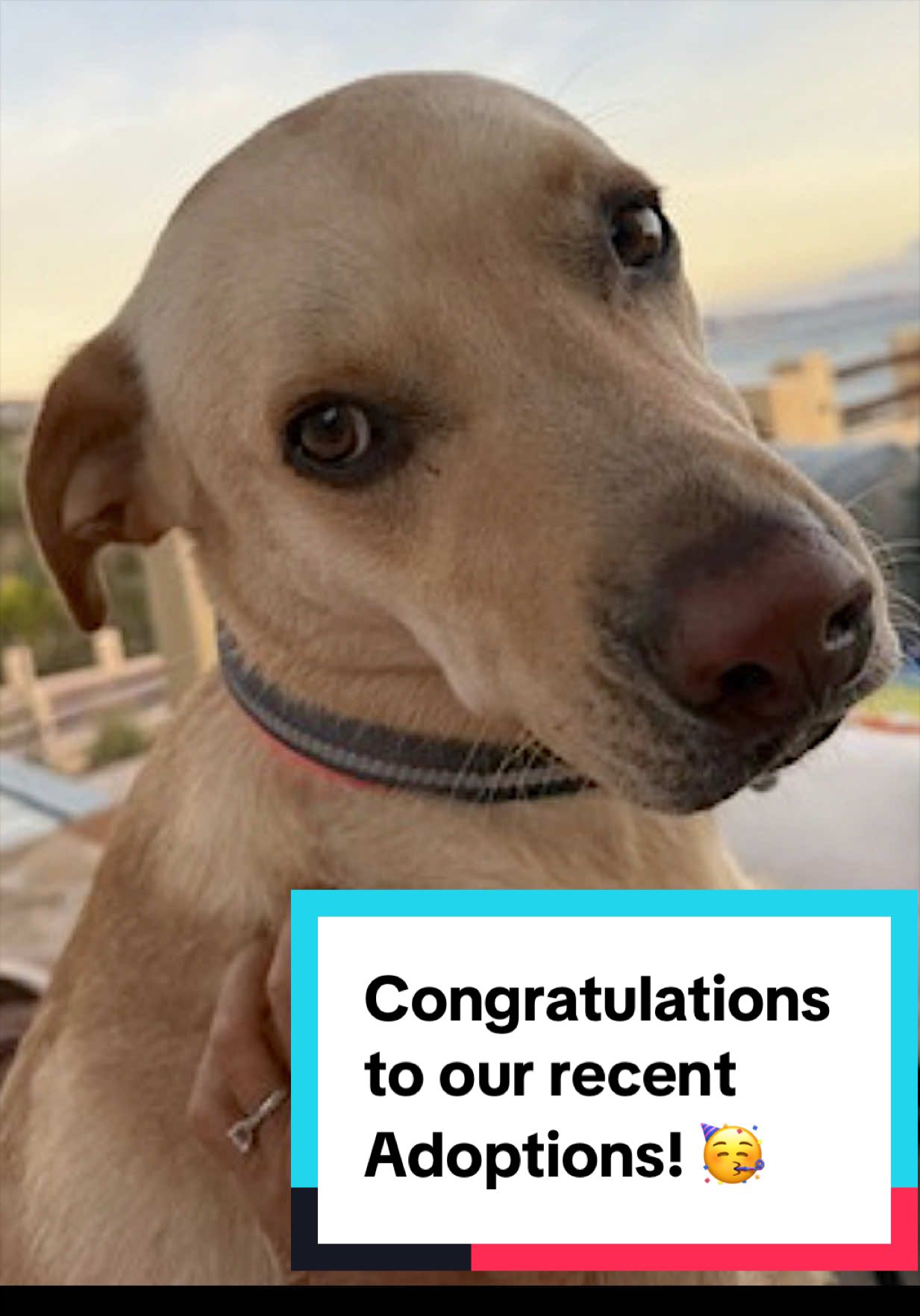 @Joyful Pets