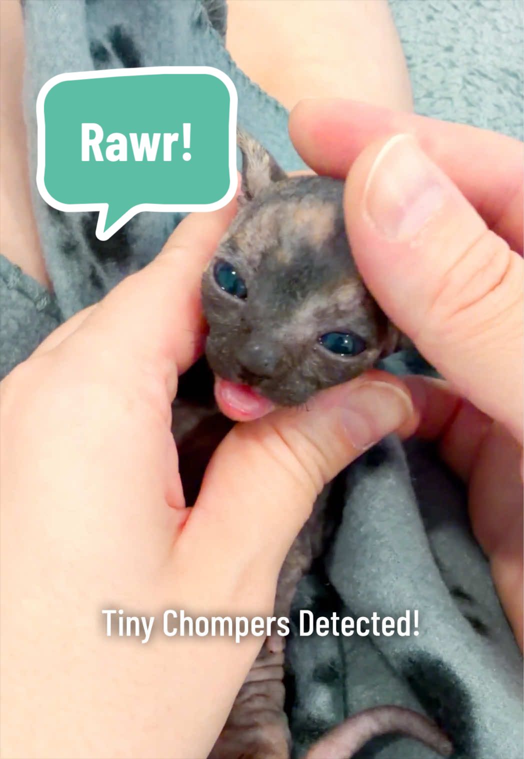 @Boba’s Buds Minskin Cats